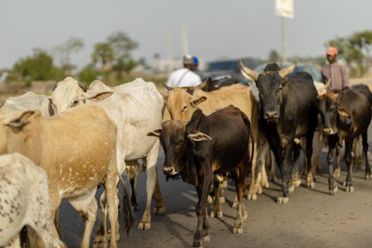 It's Time to Try These 26 Gorgeous Fulani Braid Looks