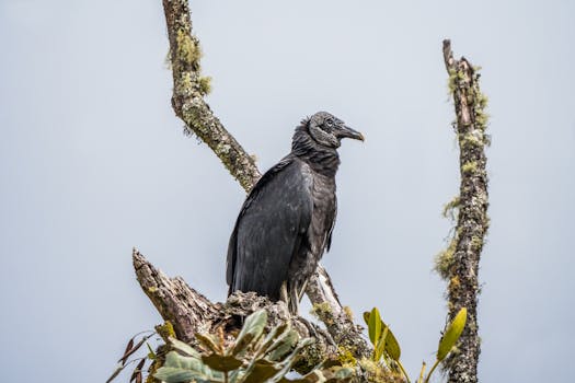 Dandruff vs. Dry Scalp: How to Tell the Difference