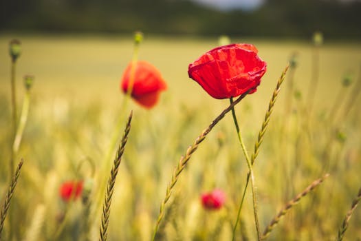 Easy Bantu Knots for All Hair Types!