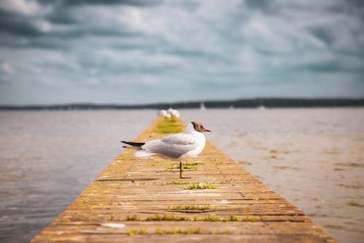 How to Bantu Knot Out: Natural Hair Basics